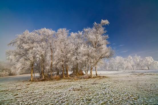 Hoar frost is formed when rapid heat loss on clear winter nights