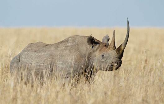 Description: Black Rhinoceros in the Mara