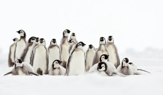 Description: Emperor Penguins