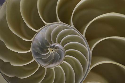 Description: by 2025, biomimicry could affect about $1tn, of annual gross domestic product , and account for up to 1.6 million US jobs.
