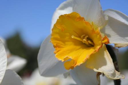 Daffodil | 1/250 sec | f/6.3 | 55.0 mm | ISO 100