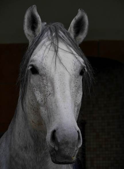 Horse Portrait (PP) | 1/200 sec | f/5.4 | 81.0 mm | ISO 160