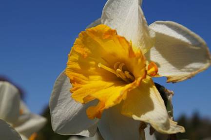 Daffodil | 1/500 sec | f/9.0 | 35.0 mm | ISO 100