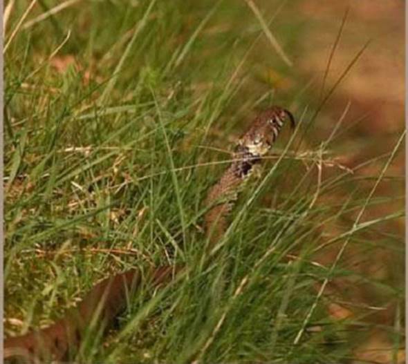 This shot of a grass snake was taken in the New Forest National Park Reptile Centre.