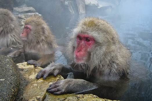 Description: Snow monkeys are taking a bath in the hot springs of the Jigokudani